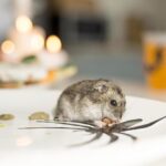 mouse removal Sydney