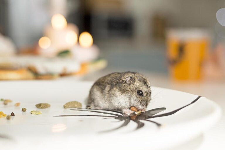 mouse removal Sydney