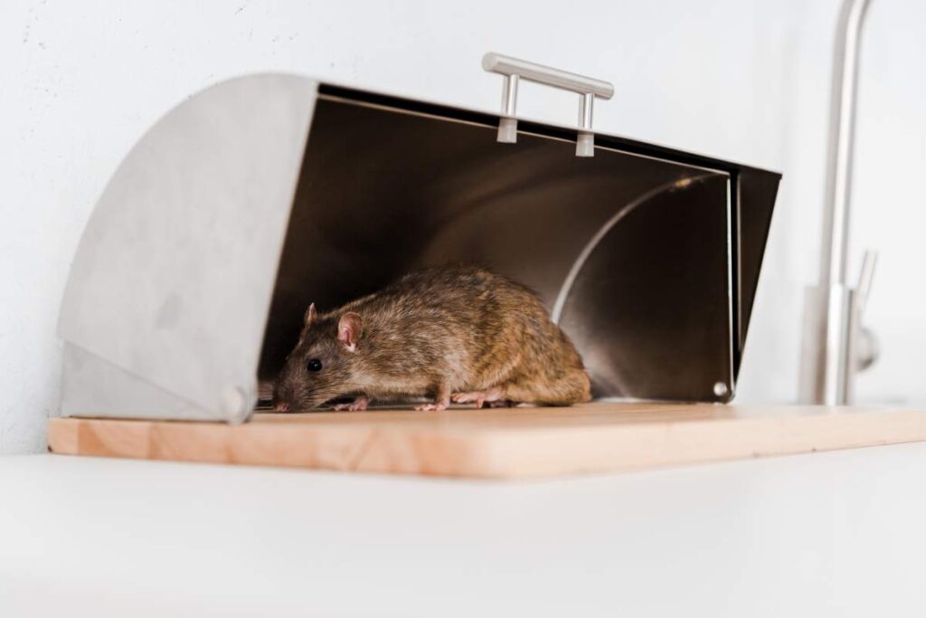 mouse removal Sydney